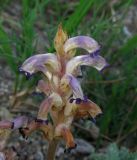 Orobanche cumana. Соцветие. Крым, окр. Феодосии, Курортное, обочина грунтовой дороги, идущей вдоль пляжа (паразитирует на Artemisia sp.). 21 мая 2014 г.