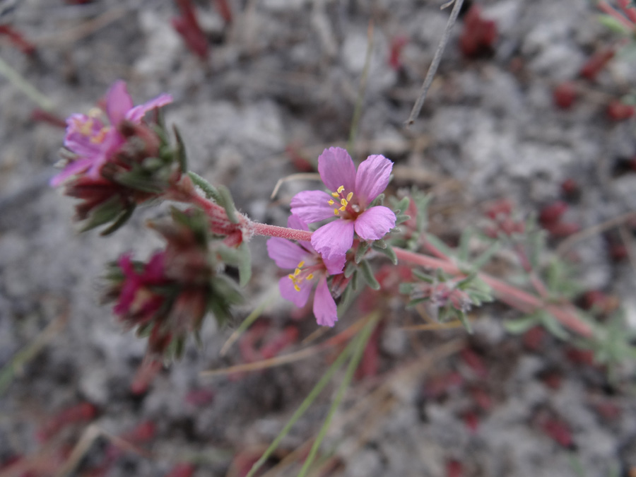 Image of Frankenia hirsuta specimen.