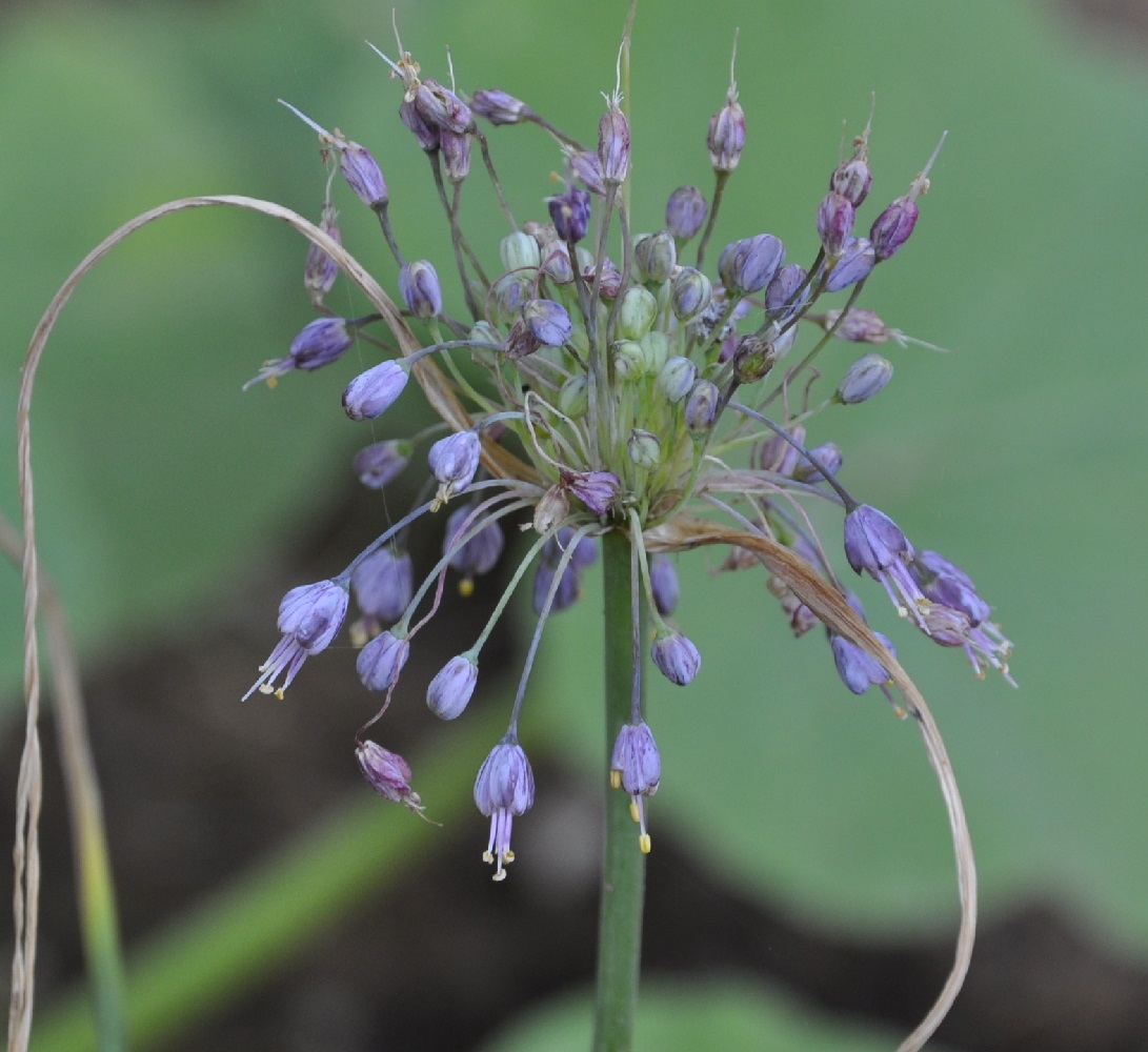 Image of Allium carinatum ssp. pulchellum specimen.