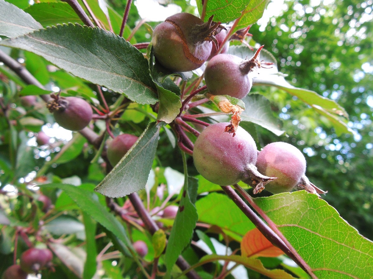 Изображение особи род Malus.