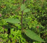 Verbascum marschallianum. Нижняя часть растения. Татарстан, Бавлинский р-н. 08.07.2014.