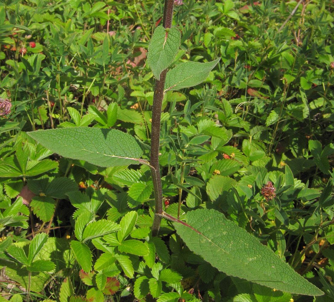 Image of Verbascum marschallianum specimen.