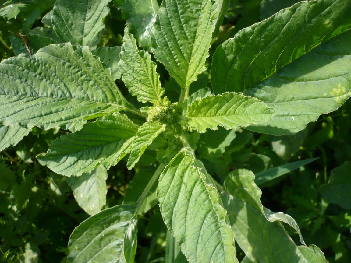 Изображение особи Amaranthus retroflexus.