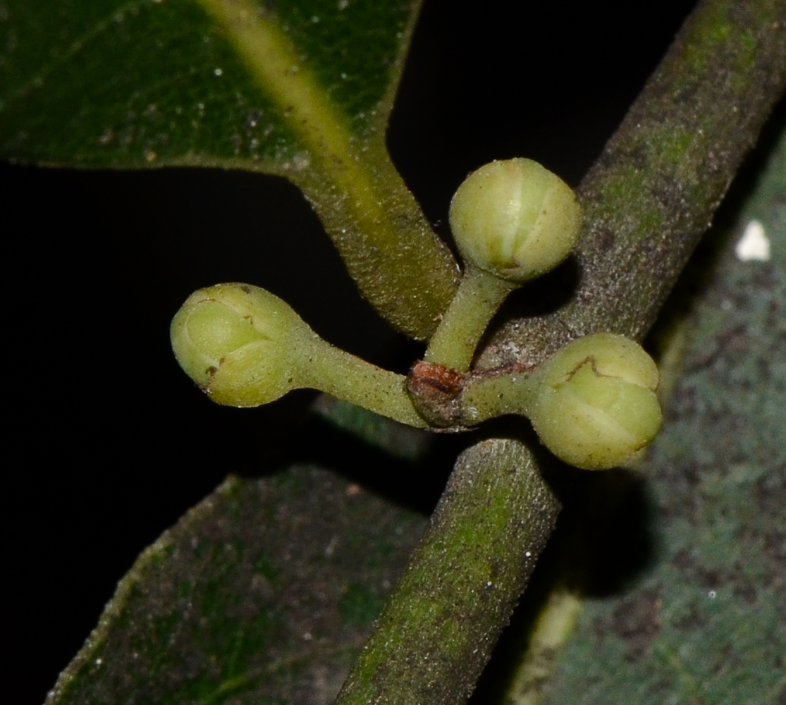 Image of Laurus nobilis specimen.