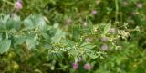 Thalictrum simplex