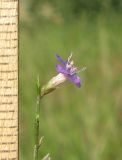 Limonium scoparium. Цветок. Крым, Карадагский заповедник, Биостанция, степной участок. 5 августа 2014 г.