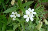 Oberna procumbens. Верхушки побегов с цветками. Республика Татарстан, г. Набережные Челны, Комсомольский р-н, пос. Сидоровка, на сухом остепнённом склоне. 09.07.2009.