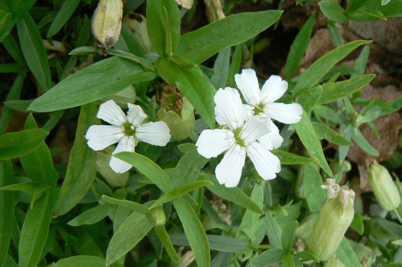 Image of Oberna procumbens specimen.