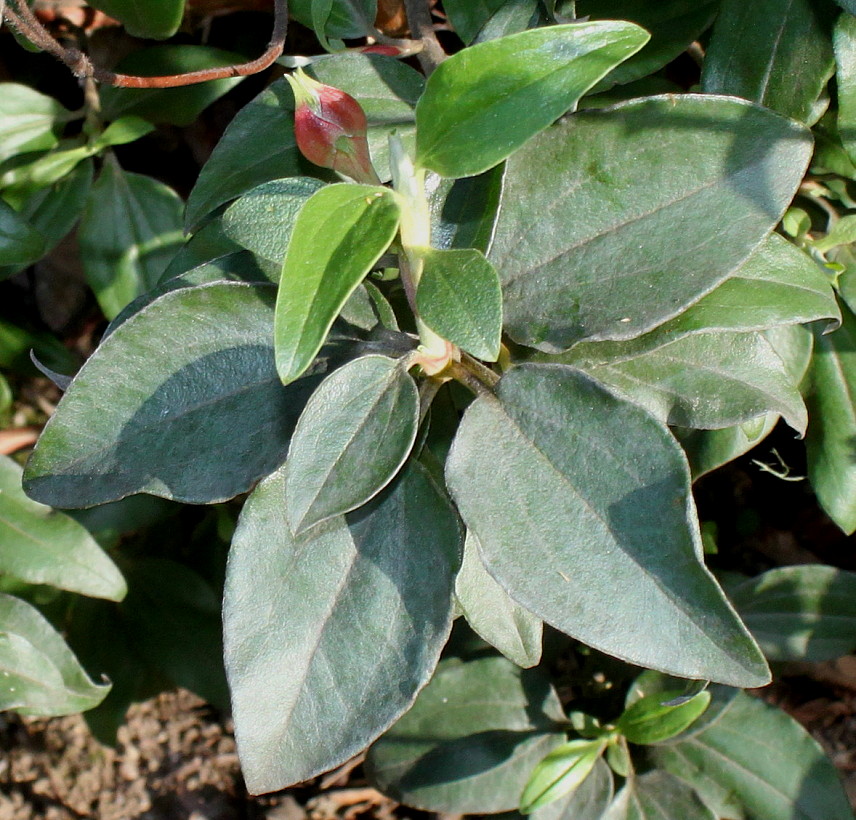 Image of Cistus laurifolius specimen.