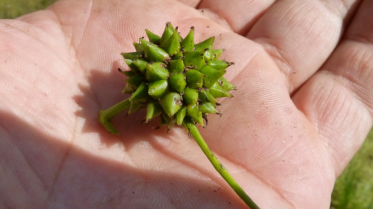 Image of Sparganium microcarpum specimen.