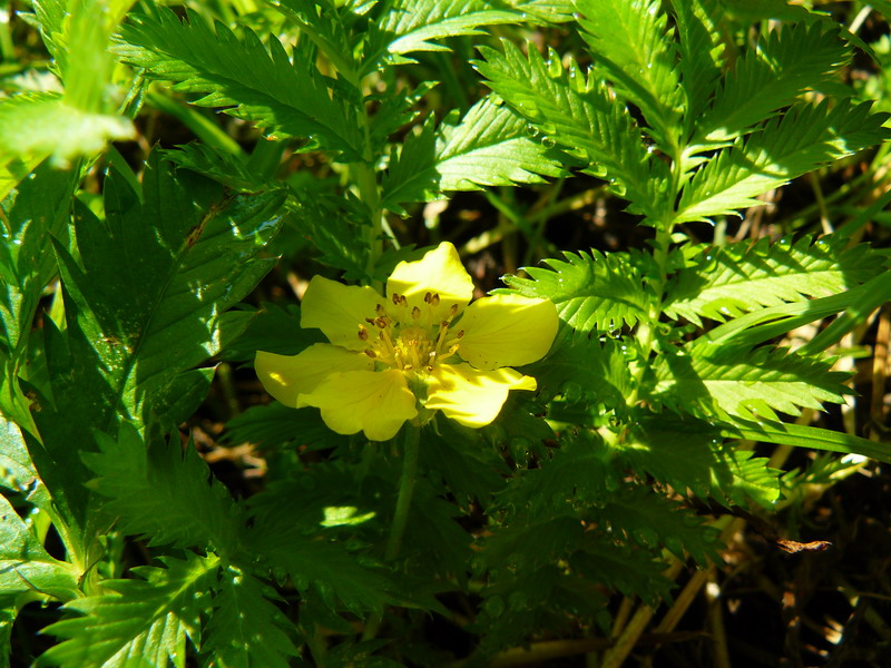 Изображение особи Potentilla anserina.