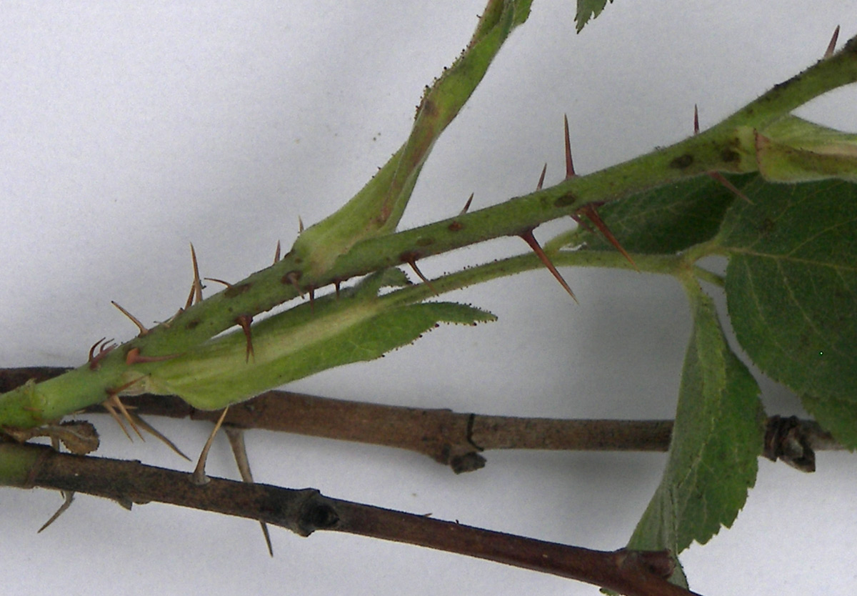 Image of Rosa pubicaulis specimen.
