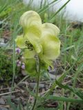 Aconitum anthoroideum. Соцветие. Восточный Казахстан, Южный. Алтай, хр. Сарымсакты, сев. сторона пер. Бурхат, ≈ 1700 м н.у.м. 3 июля 2012 г.