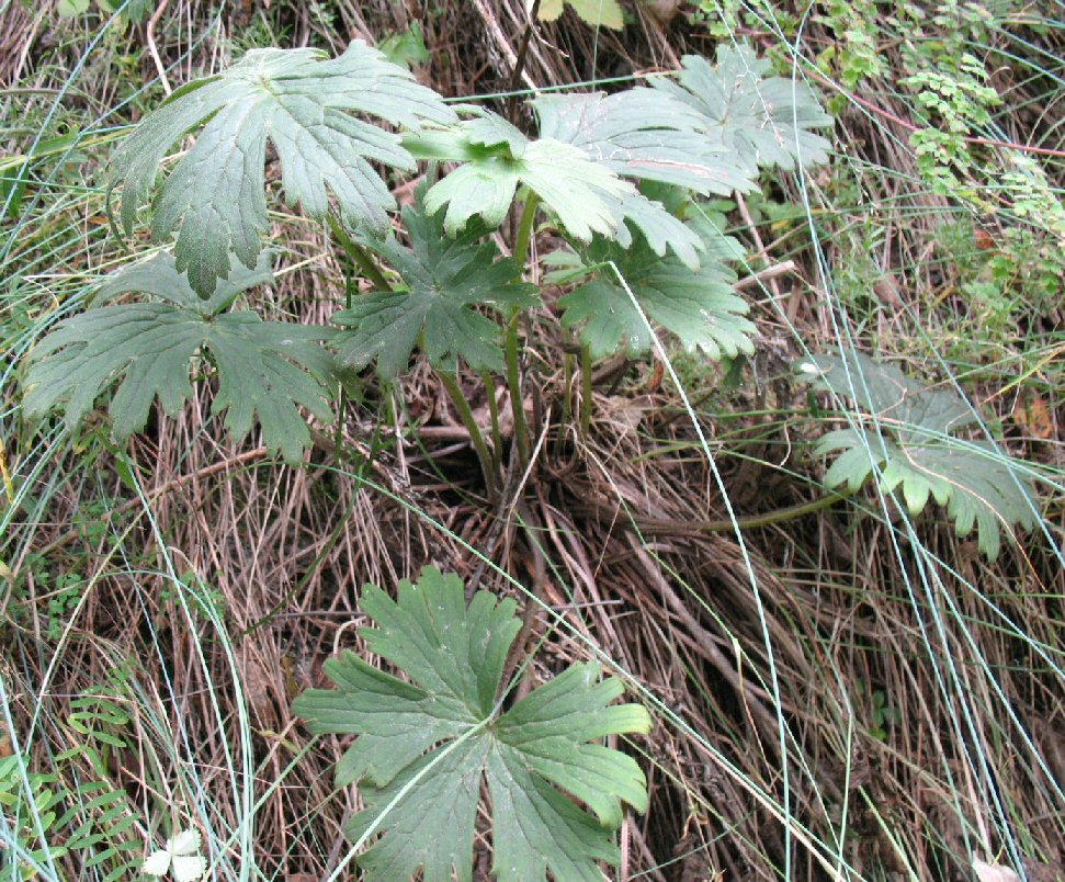 Изображение особи Aconitum sukaczevii.