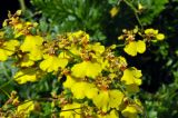 genus Oncidium