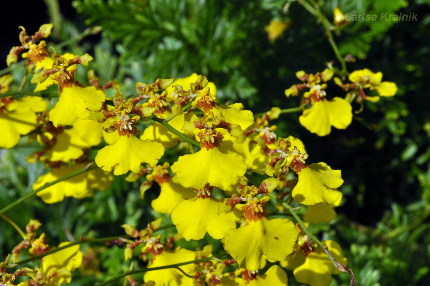 Изображение особи род Oncidium.