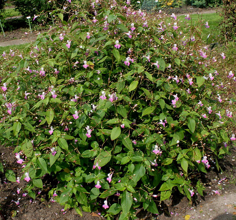 Изображение особи Impatiens balfourii.