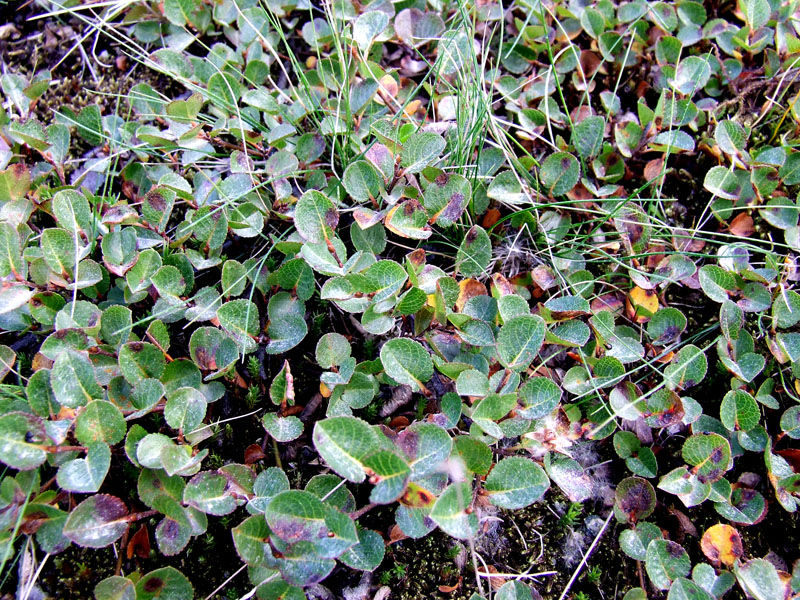 Image of Salix herbacea specimen.