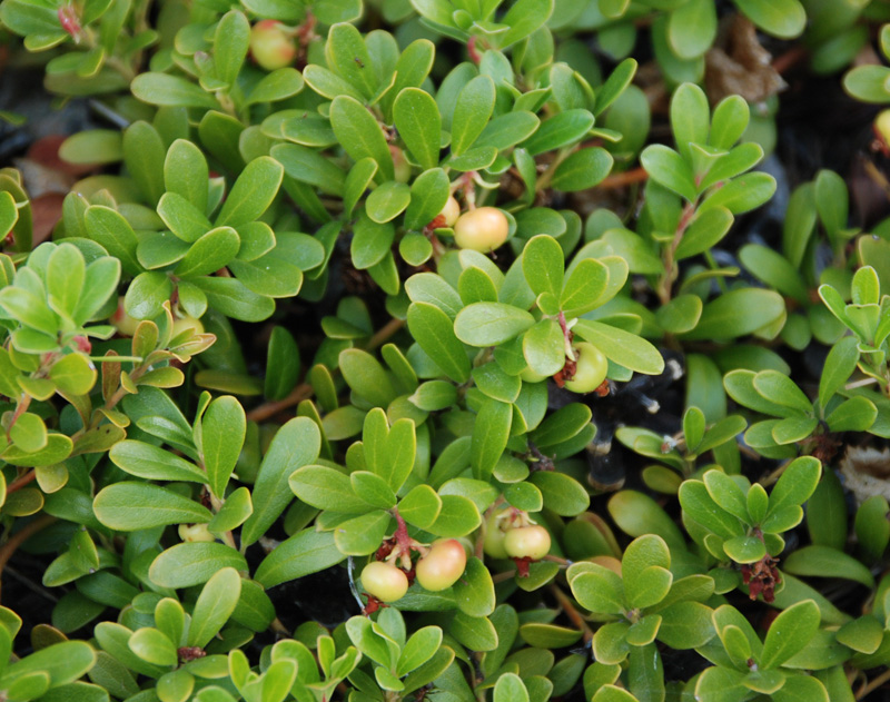 Изображение особи Arctostaphylos uva-ursi.