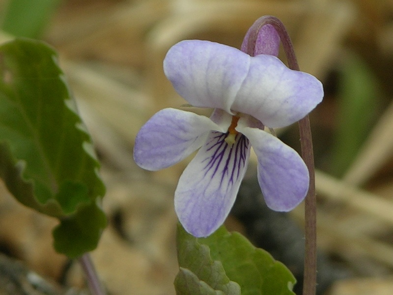 Image of Viola selkirkii specimen.