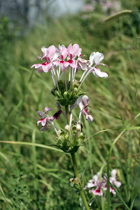 Image of Morina kokanica specimen.