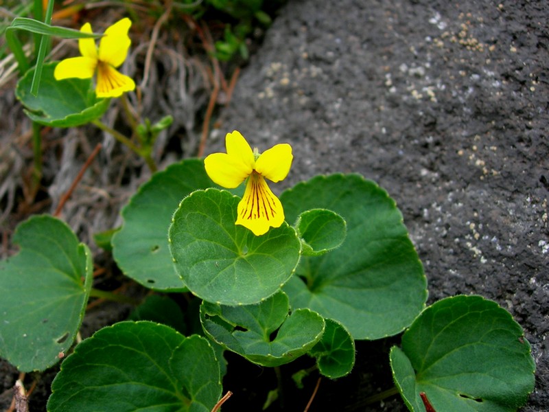 Изображение особи Viola avatschensis.