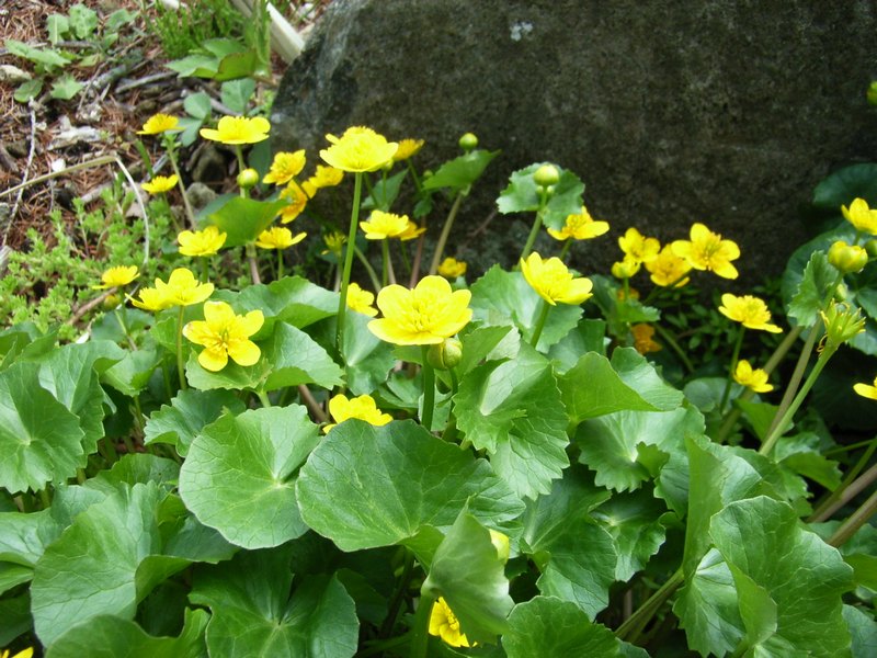 Изображение особи Caltha sibirica.