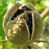 Datura stramonium var. inermis