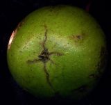 Juglans regia. Плод. Курская обл., Железногорский р-н, пос. Каменец, дачи Жуковец, в культуре. 28 сентября 2009 г.