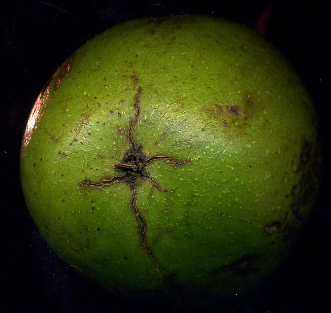 Изображение особи Juglans regia.