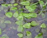 Ranunculus flammula