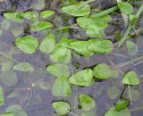 Ranunculus flammula