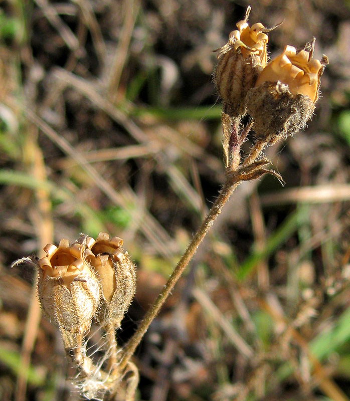 Image of Silene noctiflora specimen.