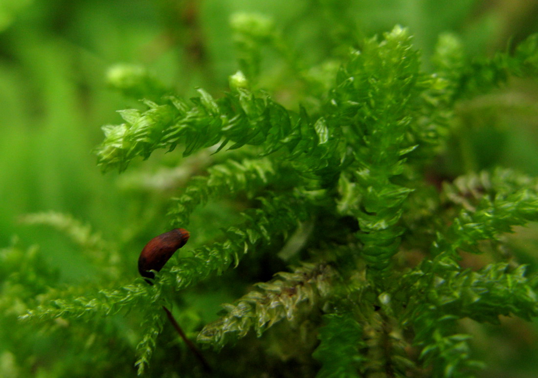 Изображение особи Eurhynchium angustirete.