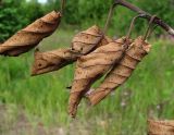 Alnus incana