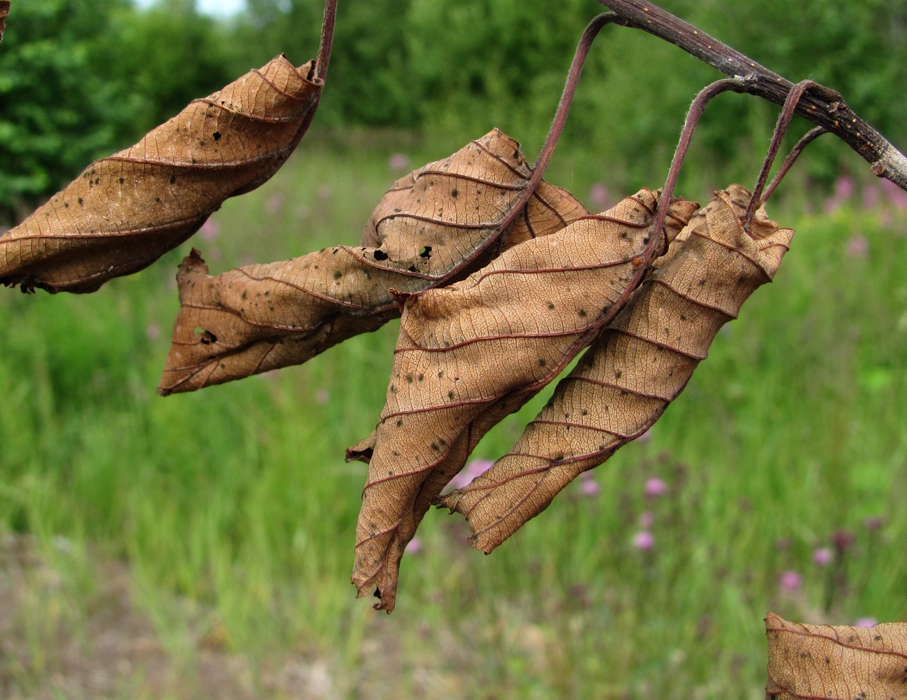 Изображение особи Alnus incana.