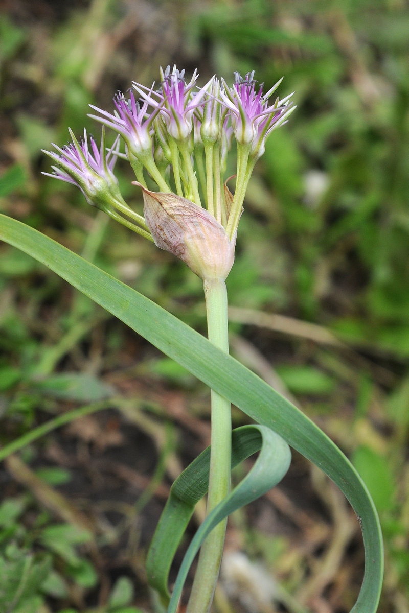 Изображение особи Allium tolmiei.