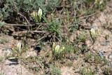 Astragalus macrotropis