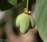 Euonymus europaeus