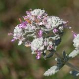 Teucrium capitatum. Соцветия. Черногория, муниципалитет Будва, окр. с. Браичи (Brajići) близ крепости Космач, пояс можжевелово-дубово-грабинникового леса, между колей старой дороги. 11.10.2014.