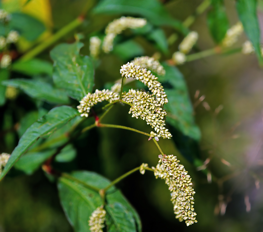 Image of Persicaria scabra specimen.