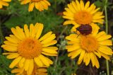 Anthemis tinctoria