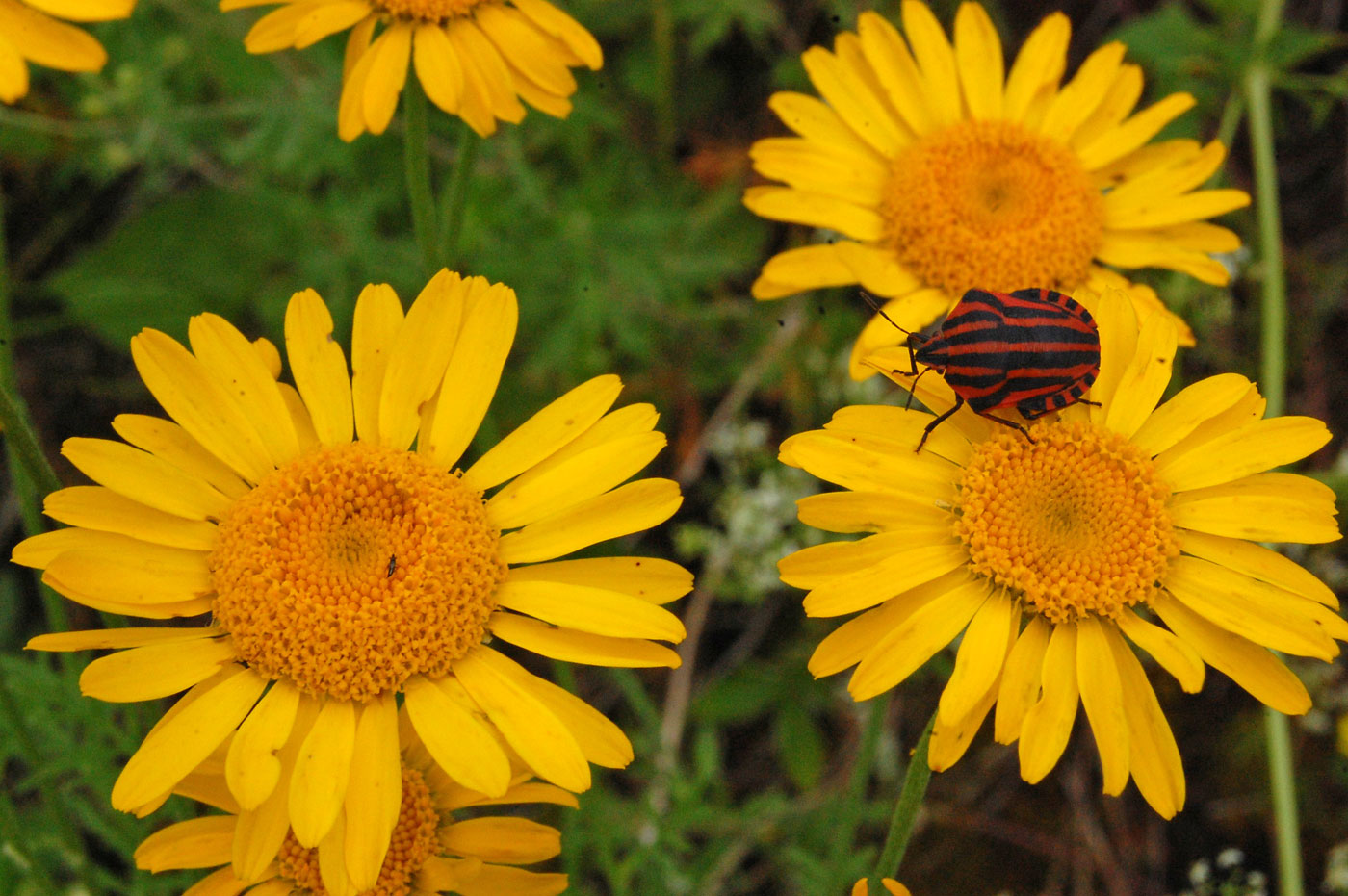 Изображение особи Anthemis tinctoria.