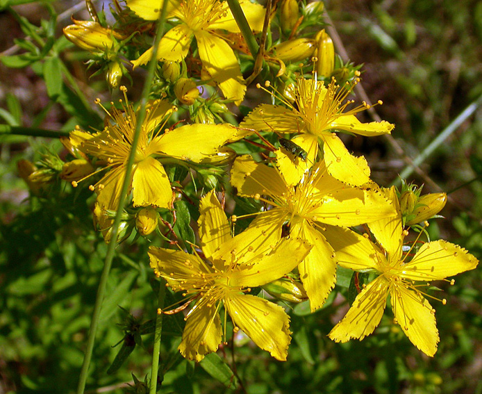 Image of Hypericum lydium specimen.