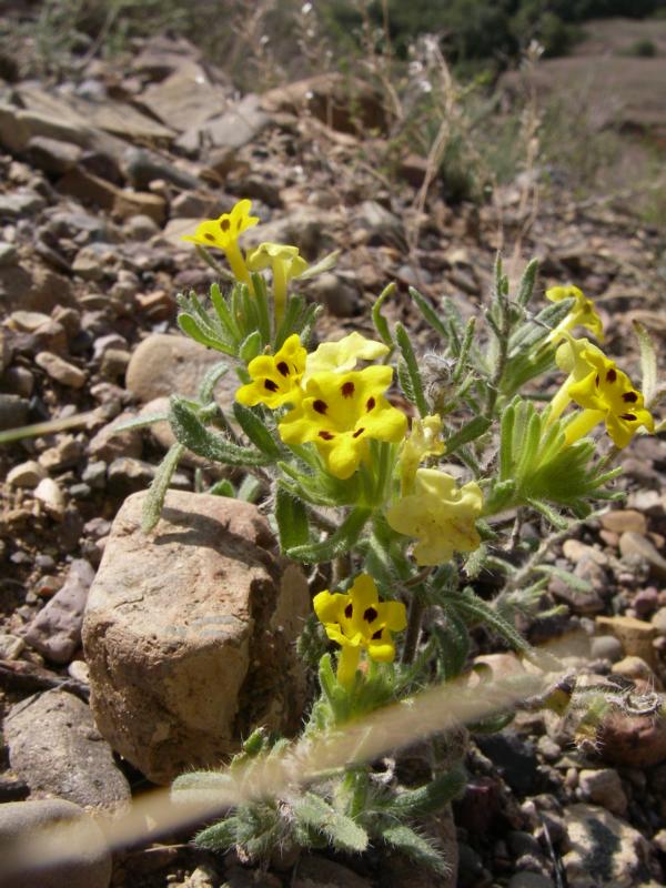 Изображение особи Arnebia guttata.