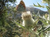 Cirsium turkestanicum