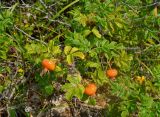 Rosa rugosa. Верхушка плодоносящего растения. Приморье, Хасанский р-н, остров Фуругельма, песчаный пляж. 16.08.2015.