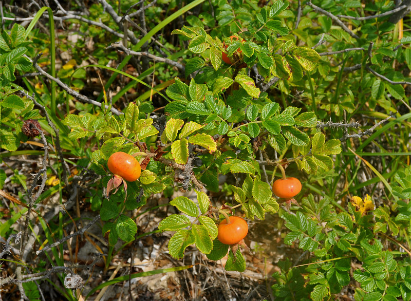 Image of Rosa rugosa specimen.