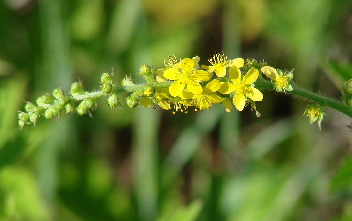 Image of Agrimonia pilosa specimen.