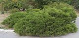 Juniperus sabina